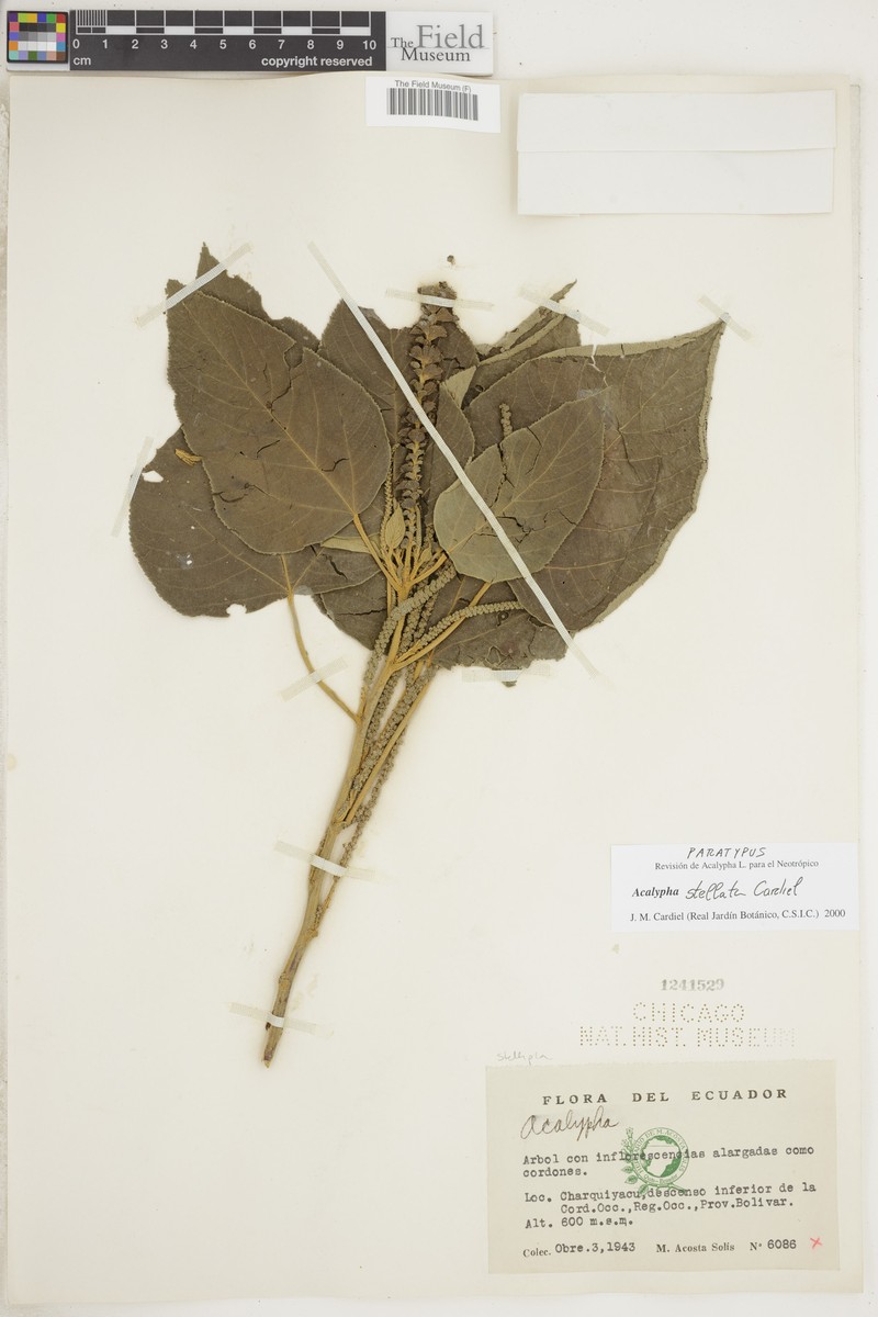 Acalypha stellata photo 2