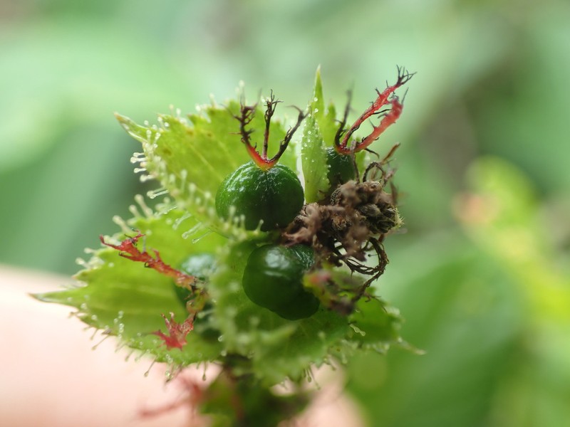 Acalypha stenoloba