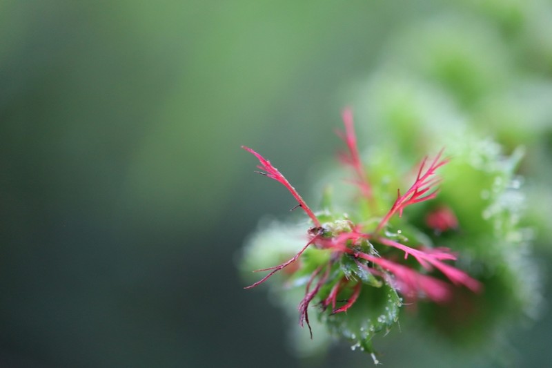 Acalypha stenoloba photo 2