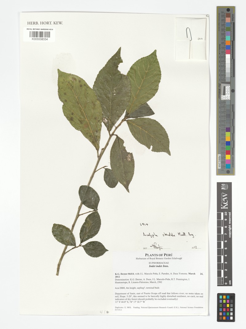 Acalypha stenoloba photo 3