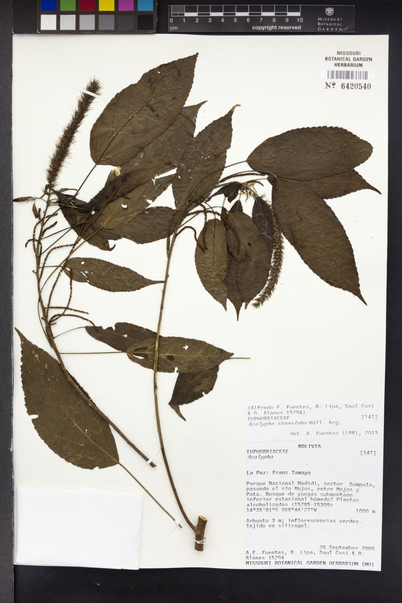 Acalypha stenoloba photo 4