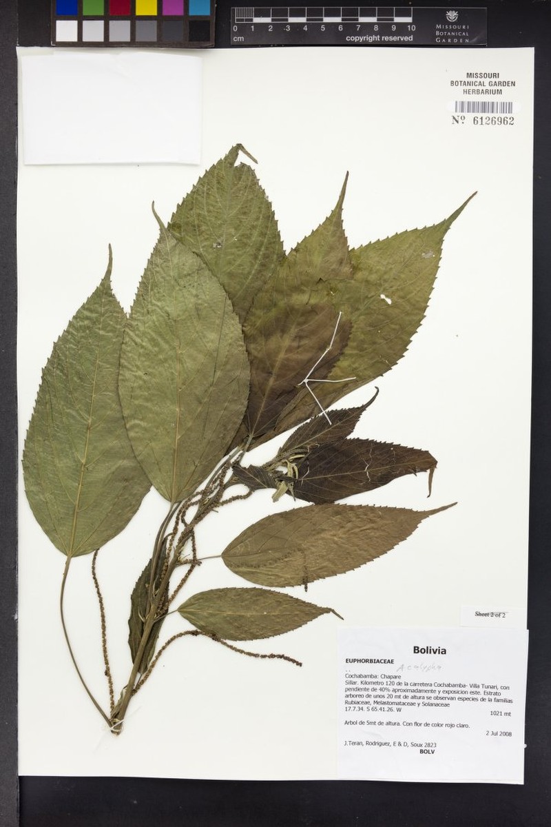 Acalypha stenoloba photo 5