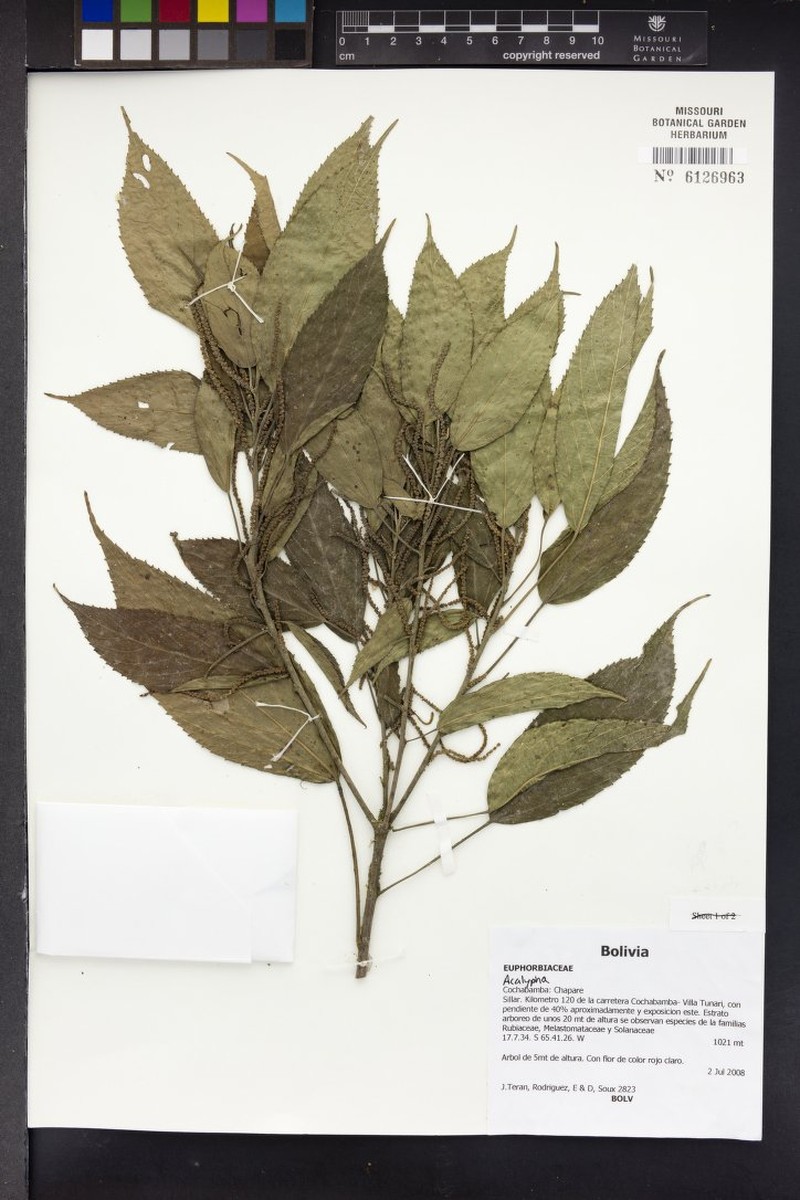 Acalypha stenoloba photo 6