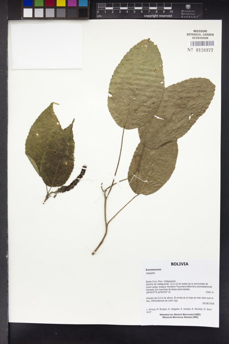 Acalypha stenoloba photo 7