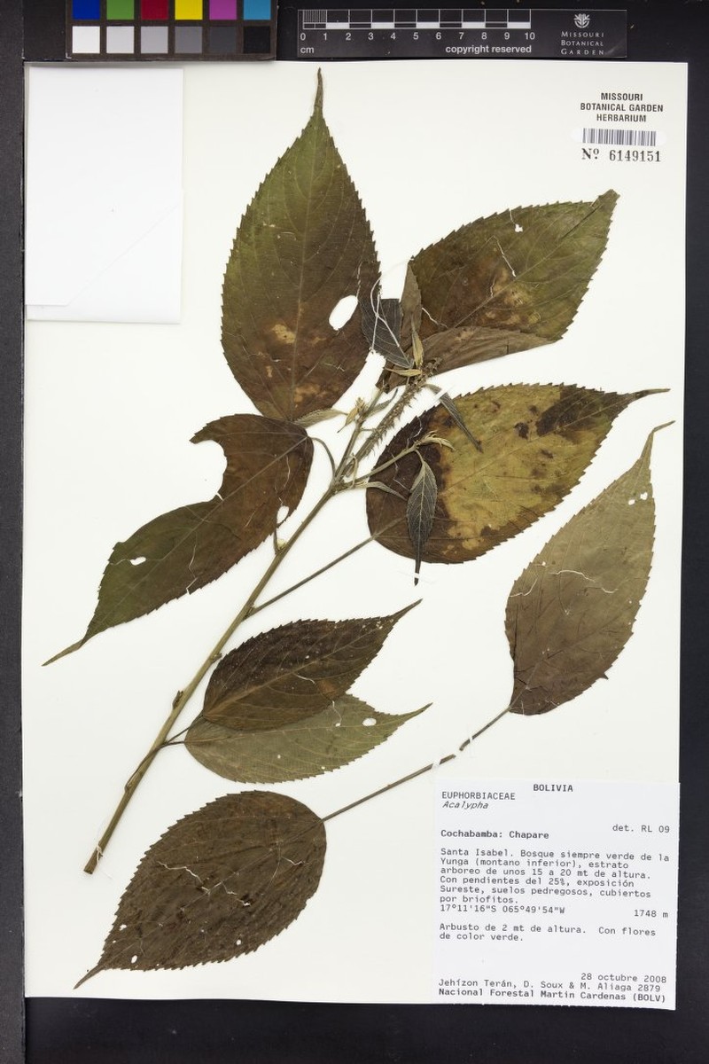 Acalypha stenoloba photo 8