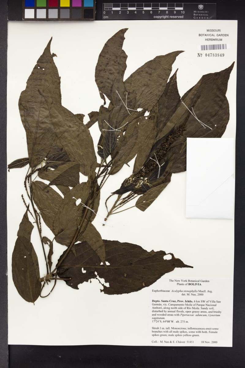 Acalypha stenophylla