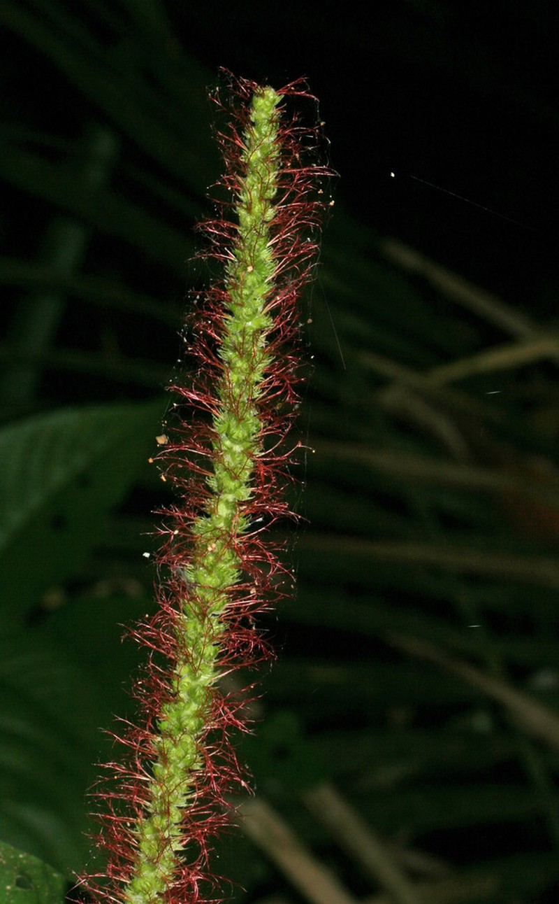 Acalypha stricta