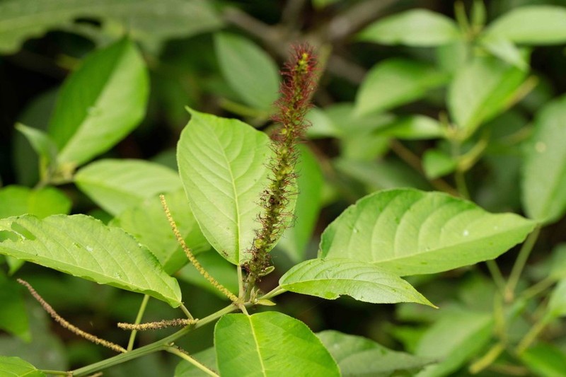 Acalypha stricta photo 2