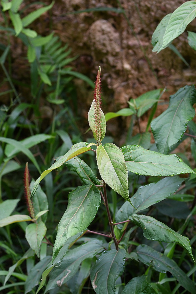 Acalypha stricta photo 3