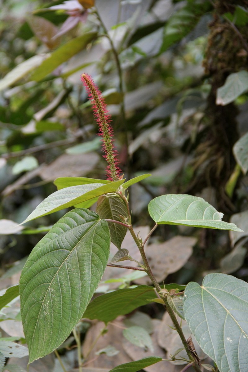 Acalypha stricta photo 4