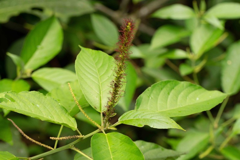 Acalypha stricta photo 5