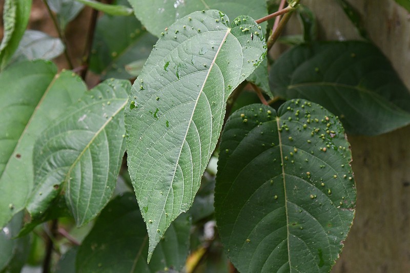 Acalypha stricta photo 6