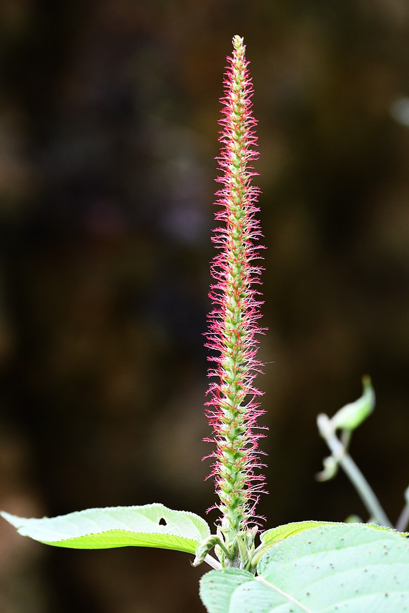 Acalypha stricta photo 8