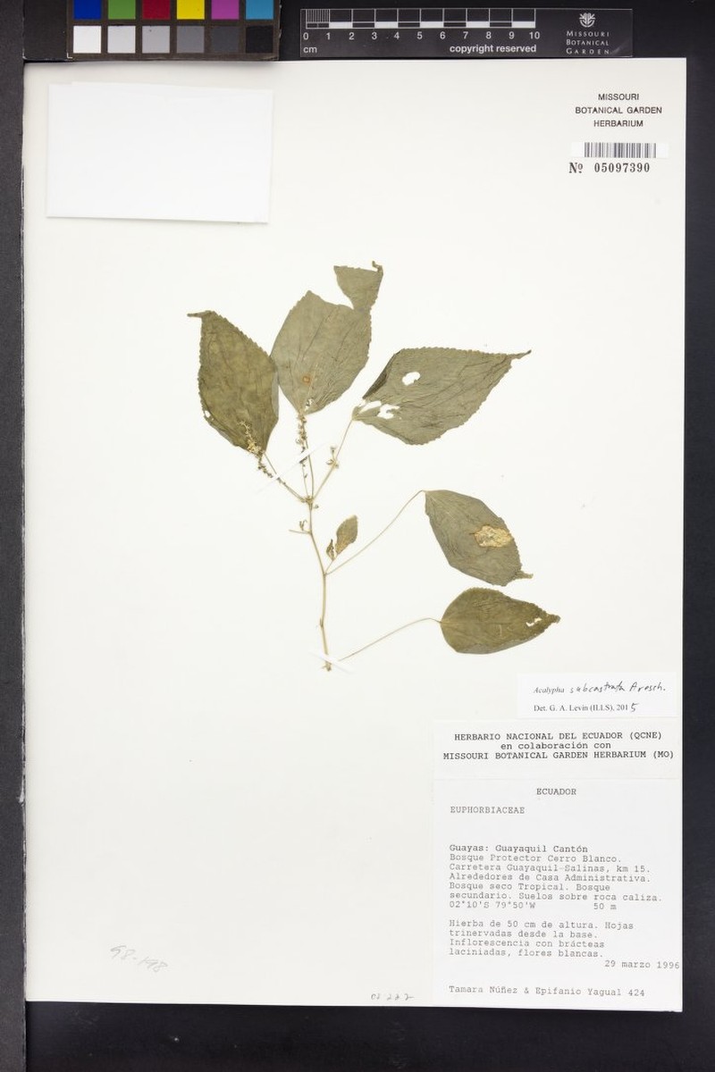 Acalypha subcastrata photo 2