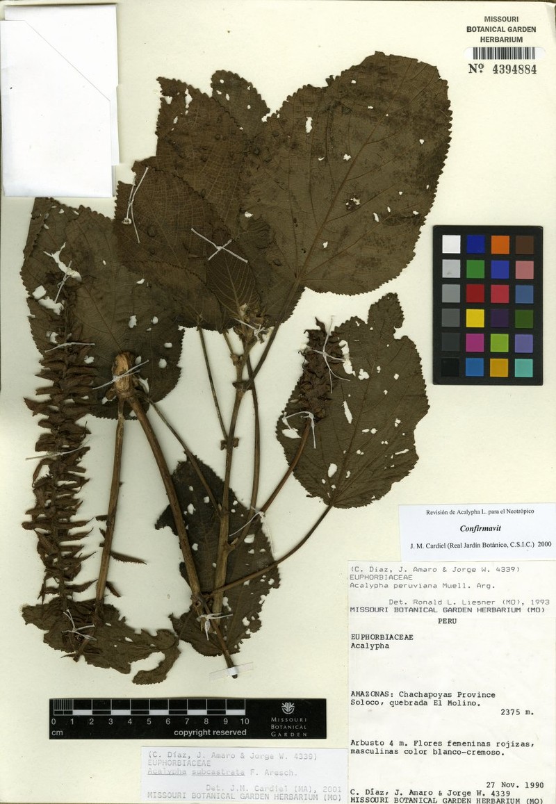 Acalypha subcastrata photo 3