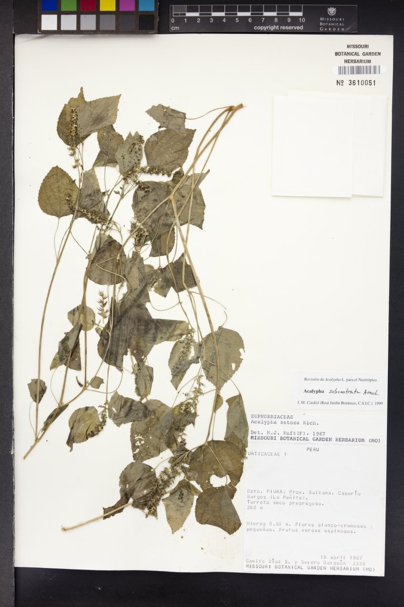 Acalypha subcastrata photo 4