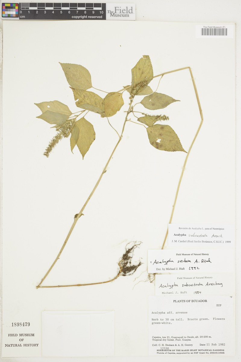 Acalypha subcastrata photo 5