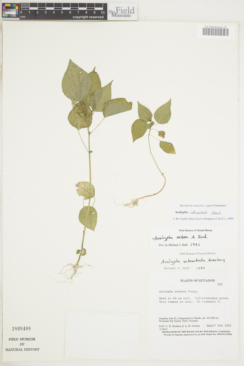 Acalypha subcastrata photo 6