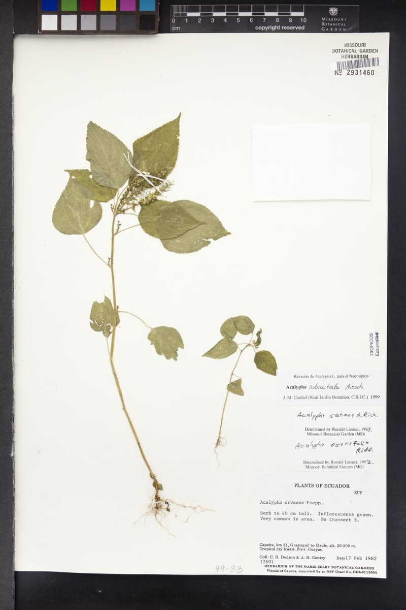 Acalypha subcastrata photo 7