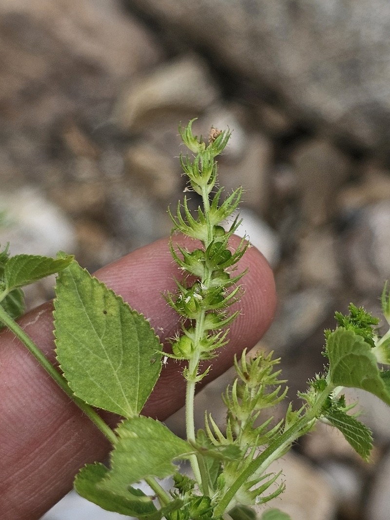 Acalypha subcastrata