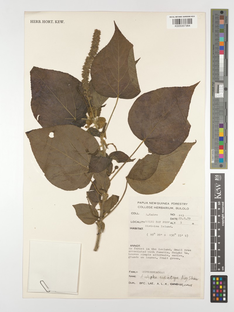 Acalypha subintegra