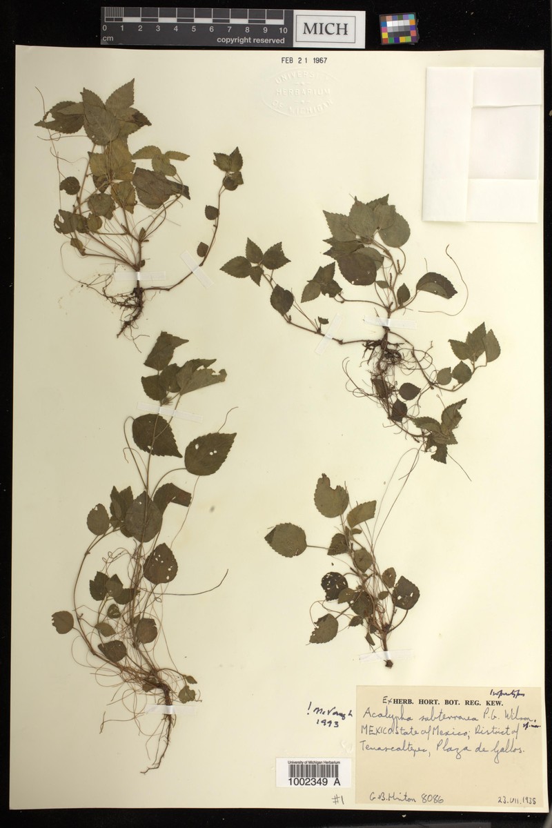 Acalypha subterranea