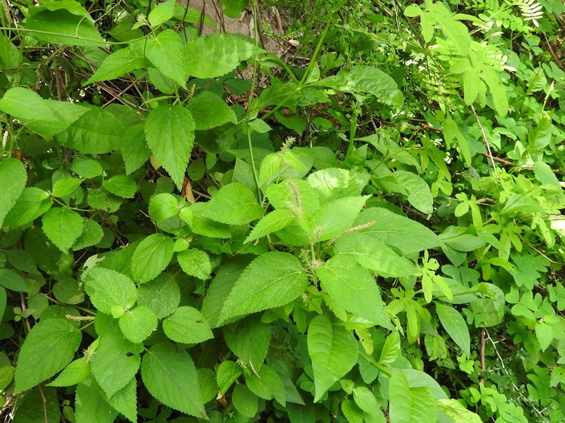 Acalypha subviscida photo 3
