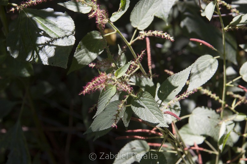 Acalypha subviscida photo 4