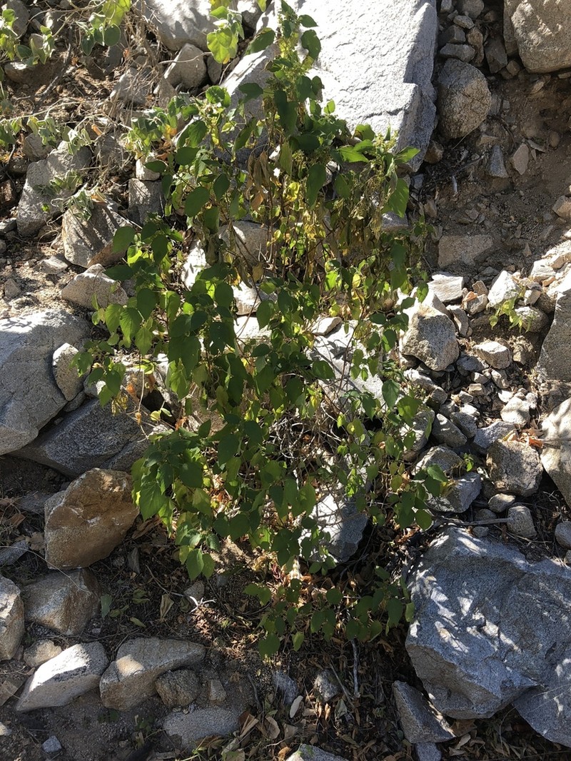 Acalypha subviscida photo 5