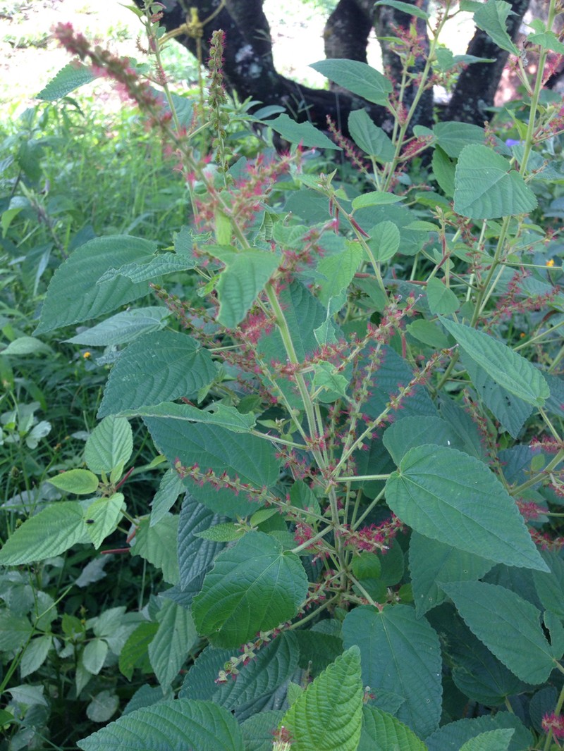Acalypha subviscida photo 6