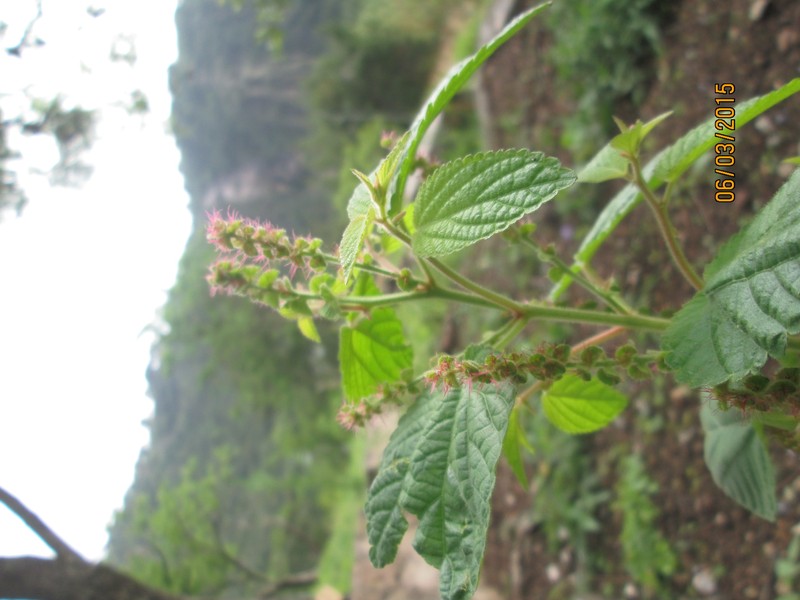 Acalypha subviscida photo 7