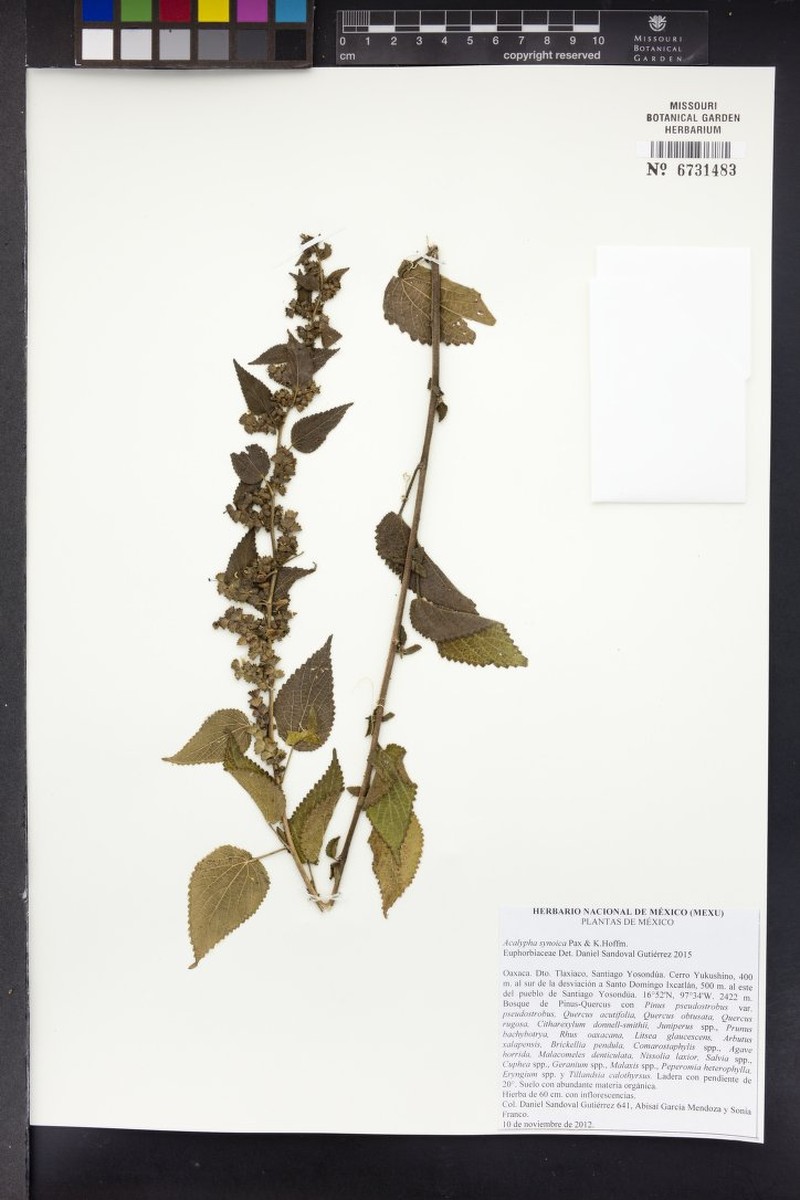 Acalypha synoica