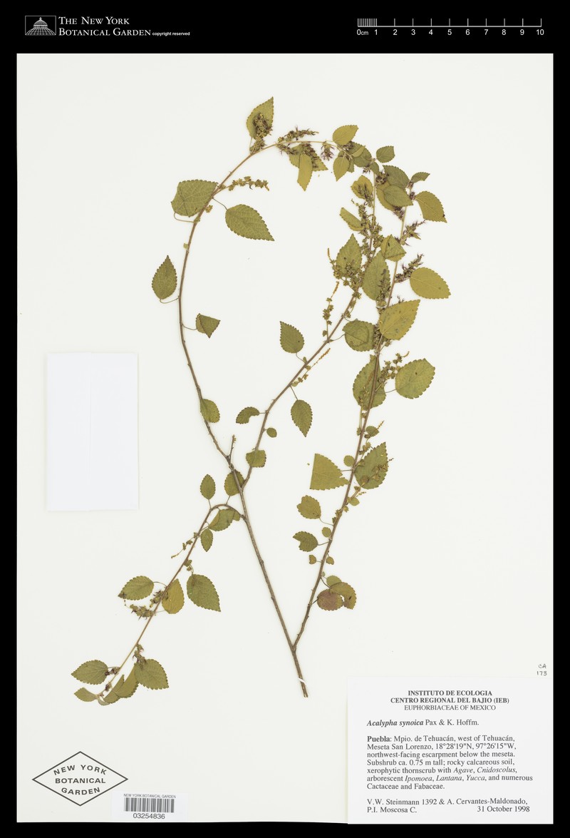 Acalypha synoica photo 2