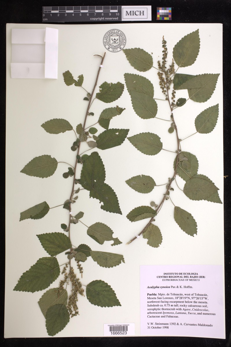 Acalypha synoica photo 3