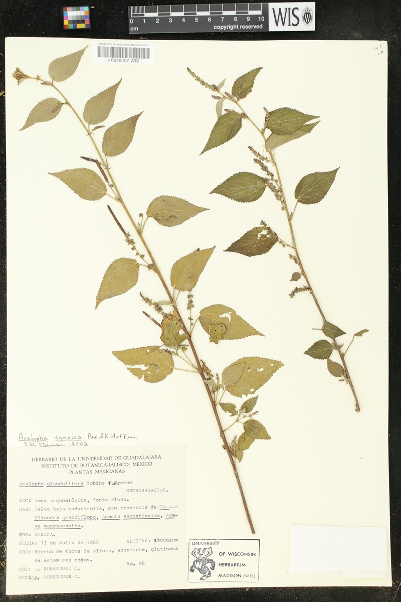Acalypha synoica photo 4