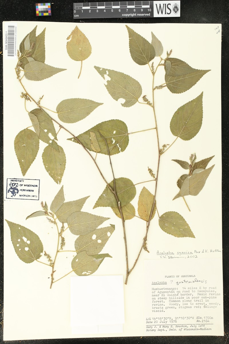 Acalypha synoica photo 5