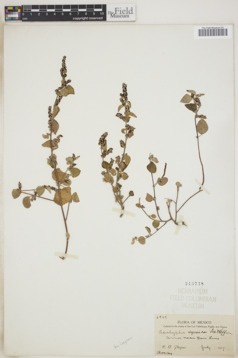 Acalypha synoica photo 6