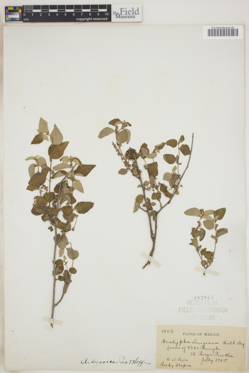 Acalypha synoica photo 7