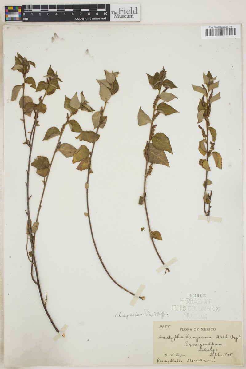 Acalypha synoica photo 8
