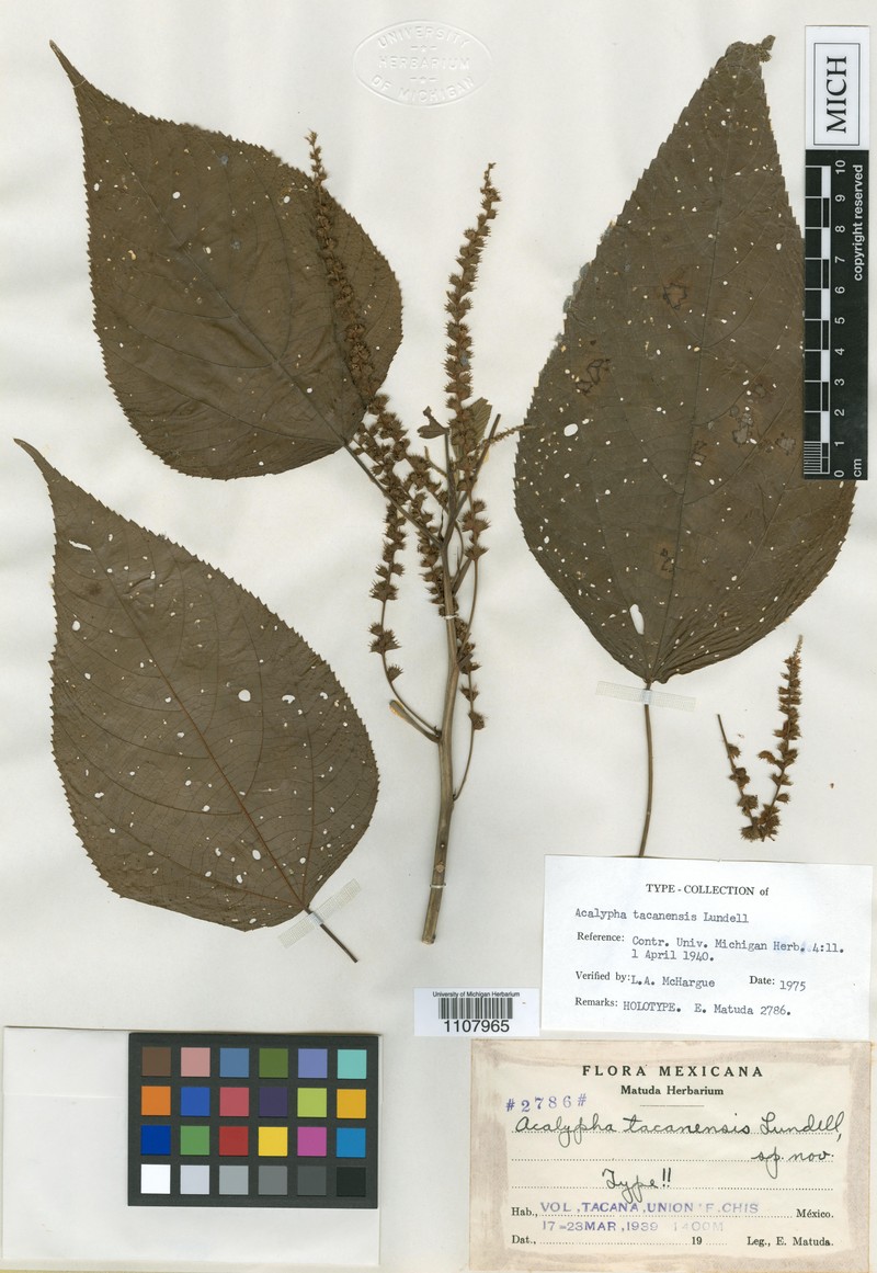 Acalypha tacanensis