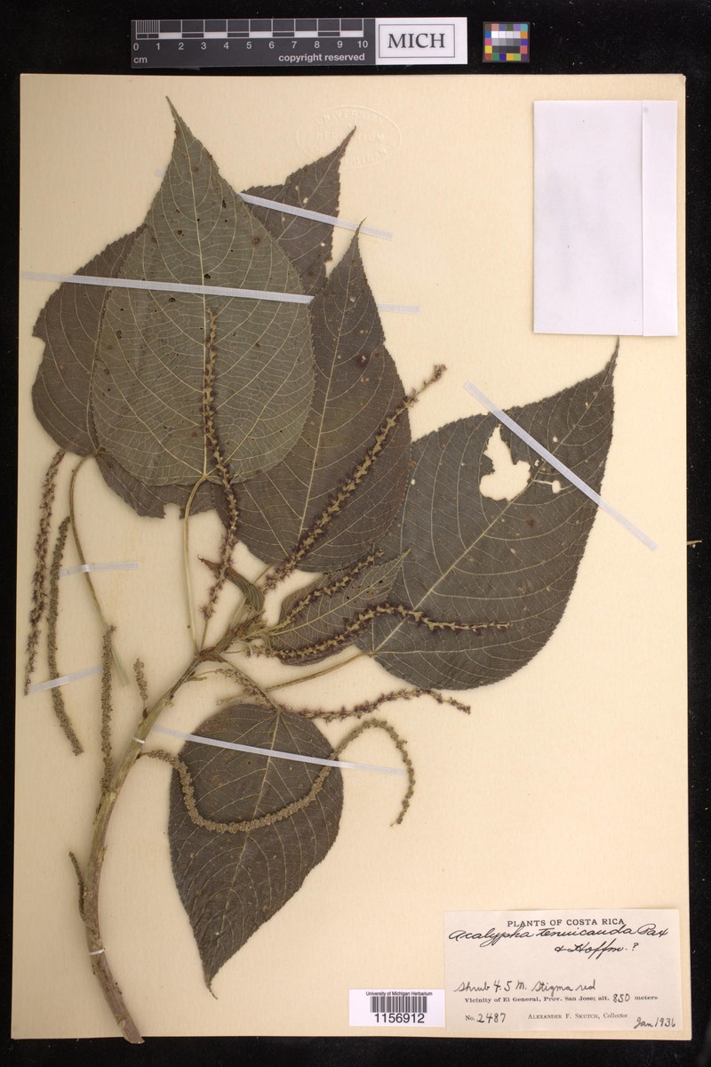 Acalypha tenuicauda