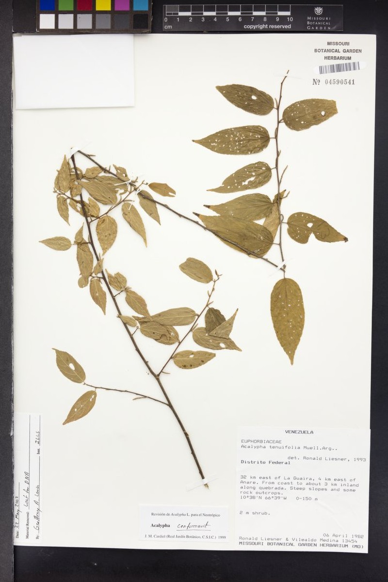 Acalypha tenuifolia