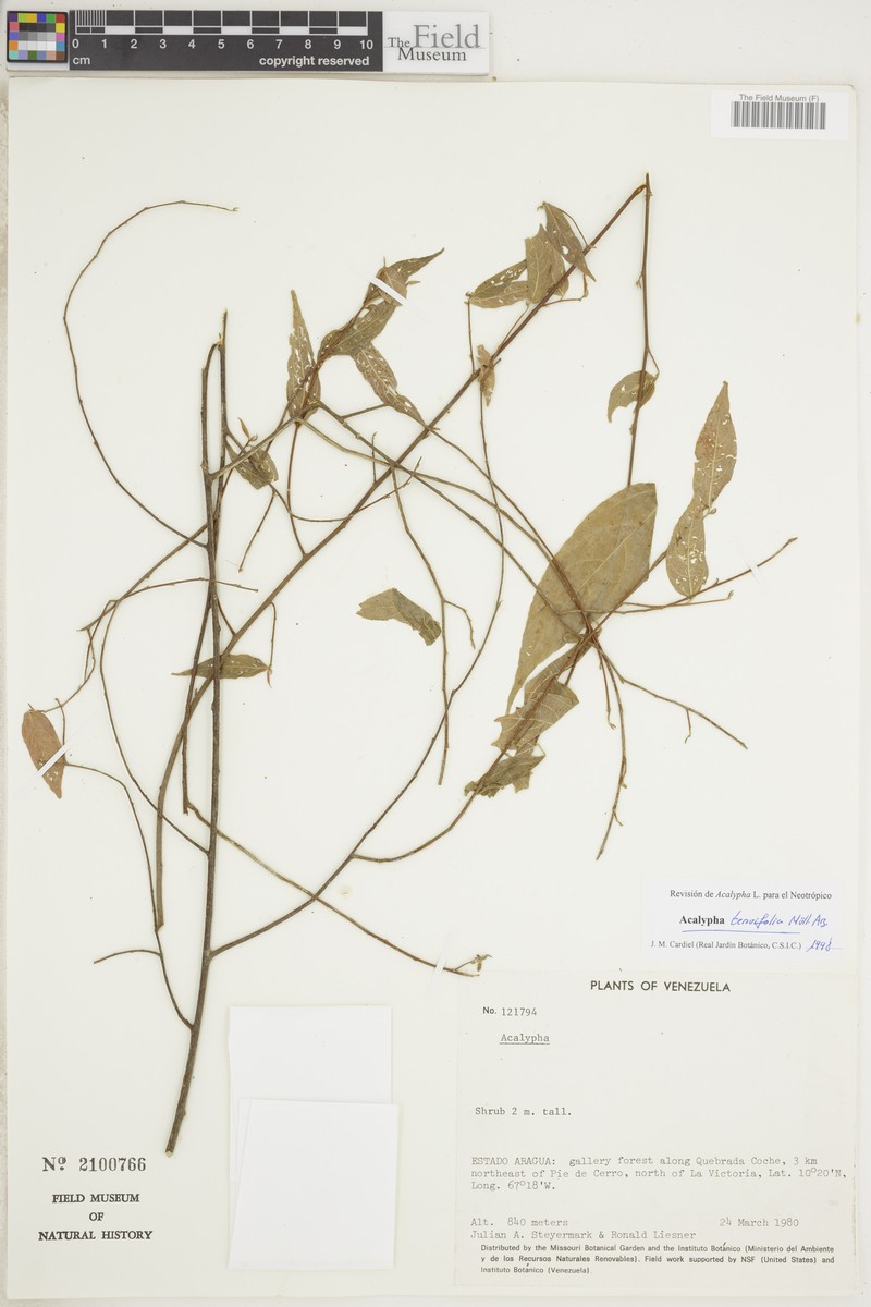 Acalypha tenuifolia photo 2