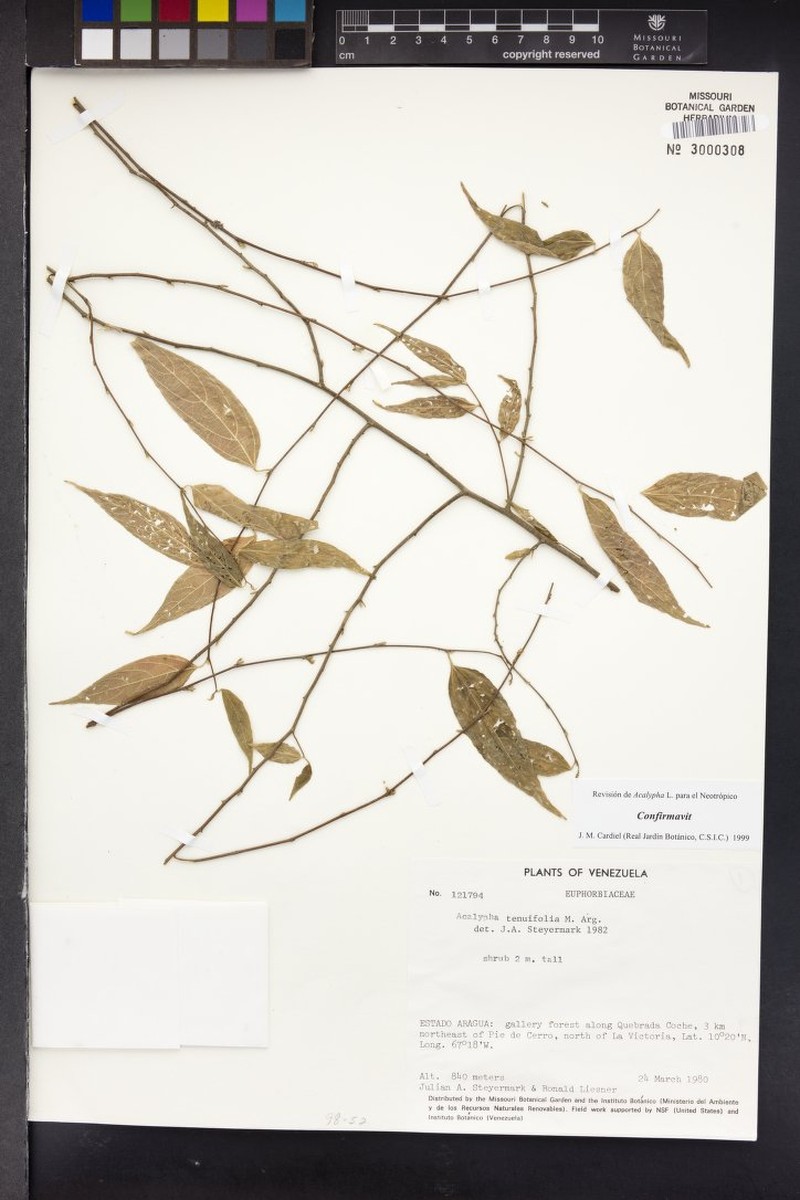 Acalypha tenuifolia photo 3
