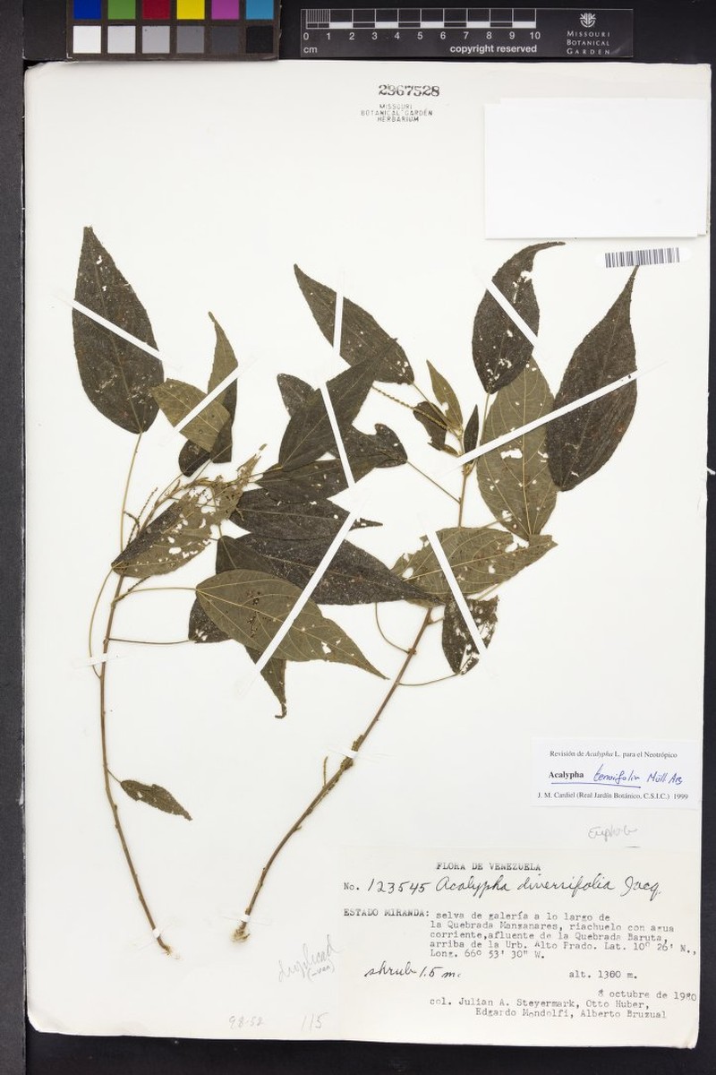 Acalypha tenuifolia photo 4