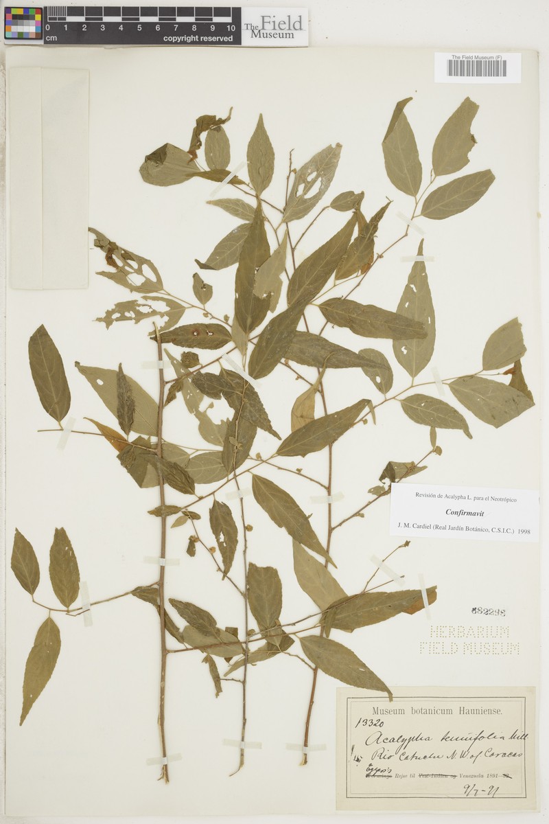 Acalypha tenuifolia photo 5