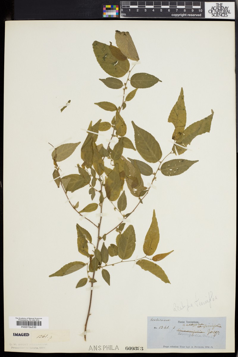 Acalypha tenuifolia photo 6