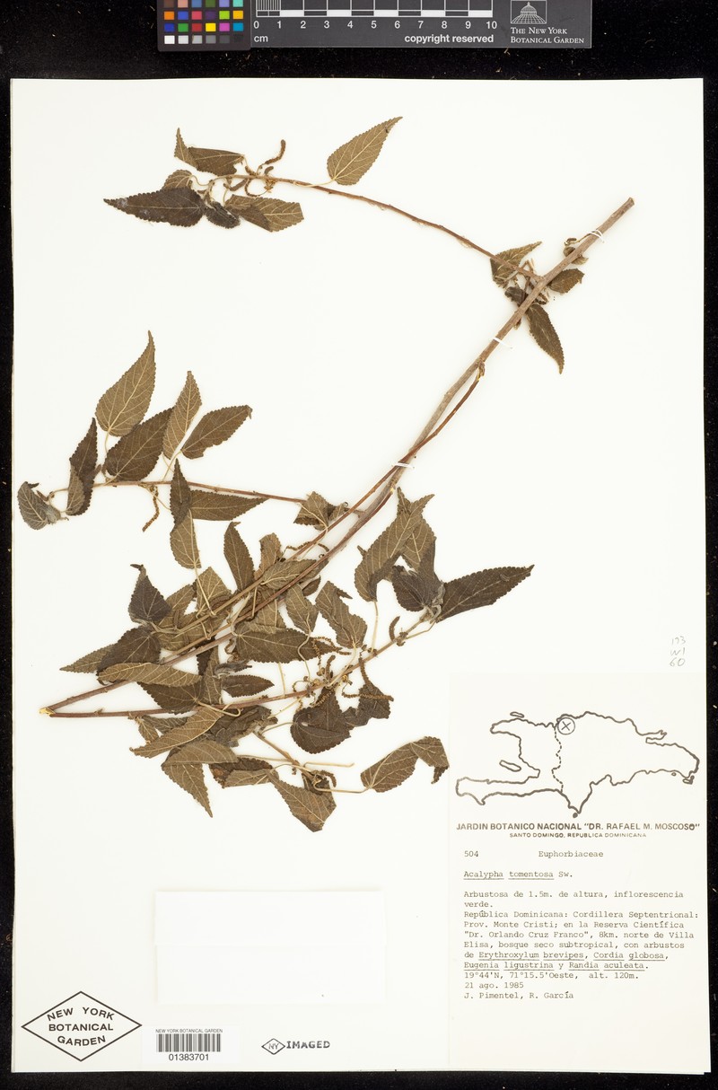 Acalypha tomentosa