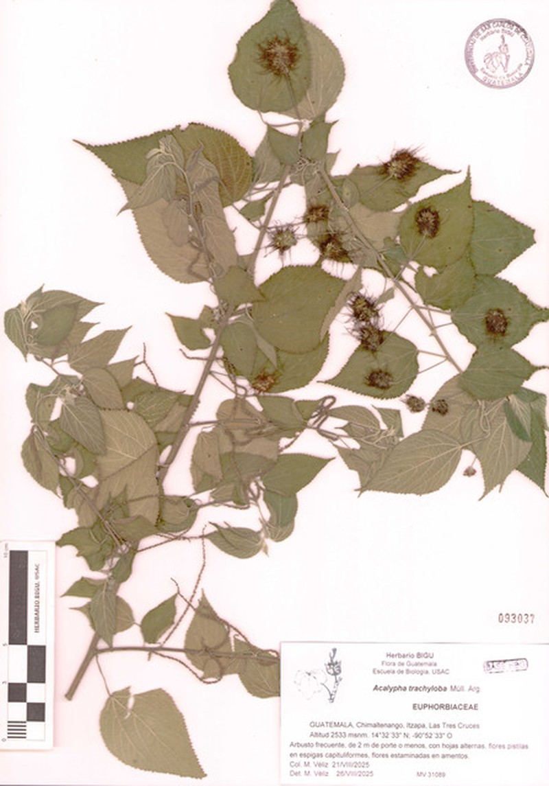 Acalypha trachyloba