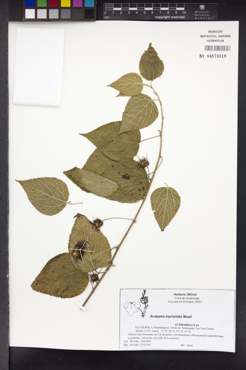 Acalypha trachyloba photo 2